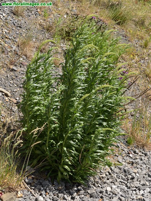 Reseda luteola