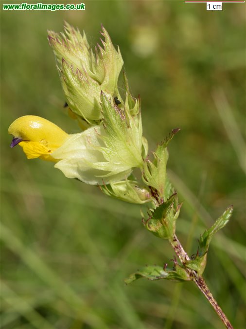 Rhinanthus angustifolius