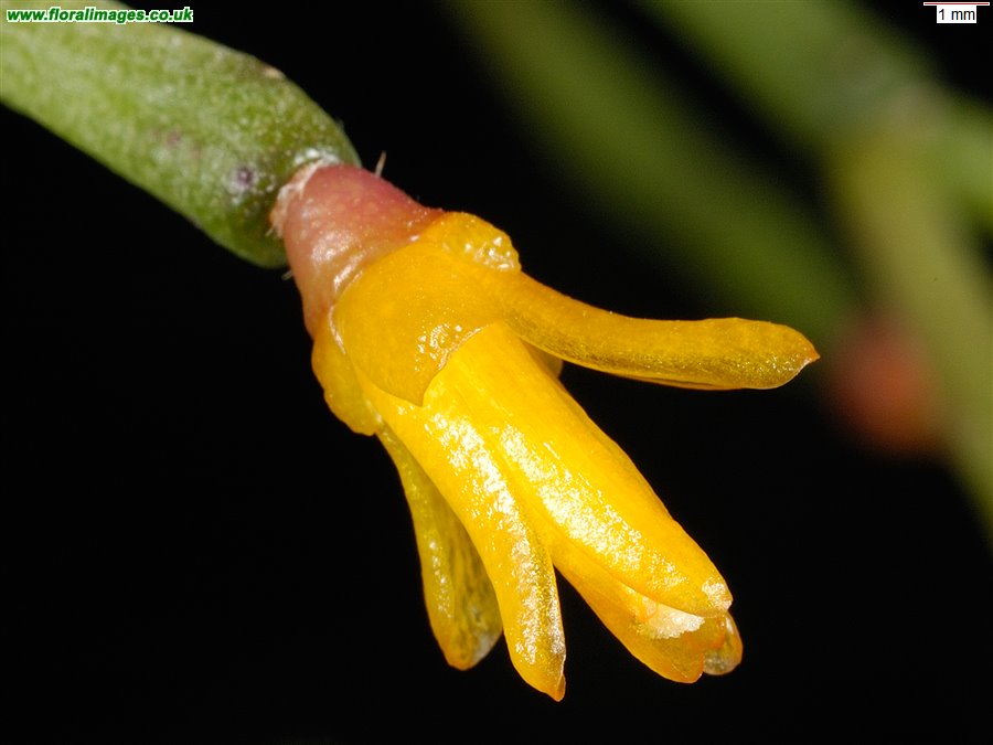 Rhipsalis salicornioides