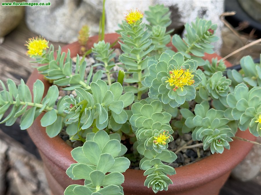Rhodiola rosea