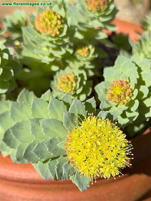 Rhodiola rosea