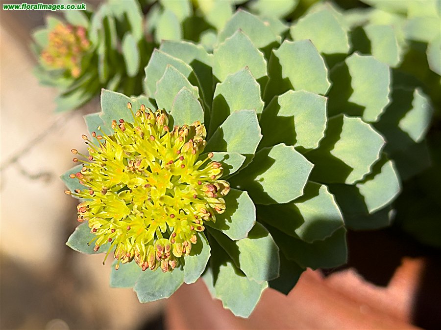 Rhodiola rosea