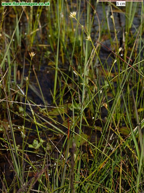 Rhynchospora alba