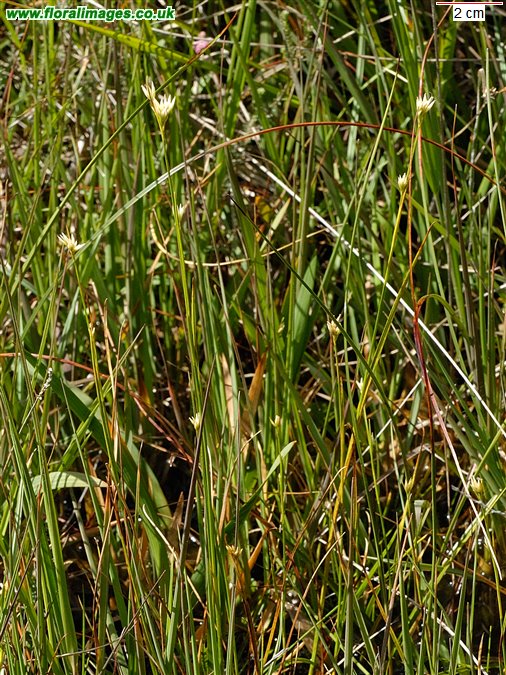 Rhynchospora alba