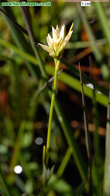 Rhynchospora alba