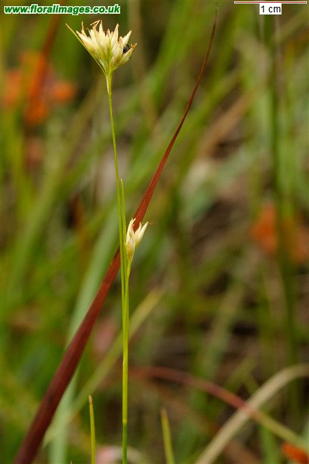 Rhynchospora alba