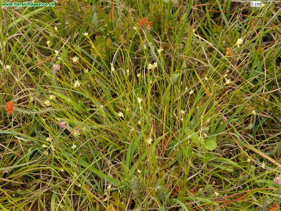 Rhynchospora alba