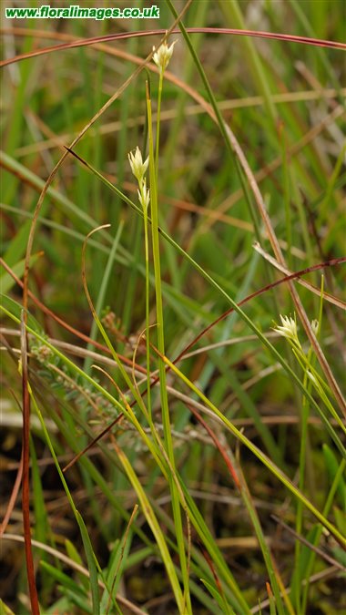 Rhynchospora alba