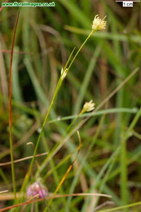 Rhynchospora alba