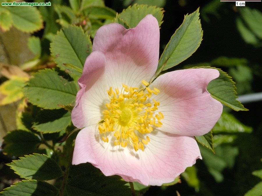 Rosa caesia