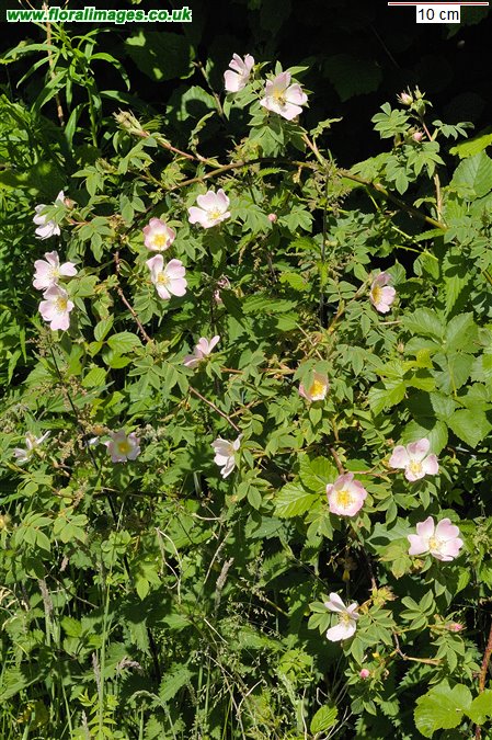 Rosa caesia