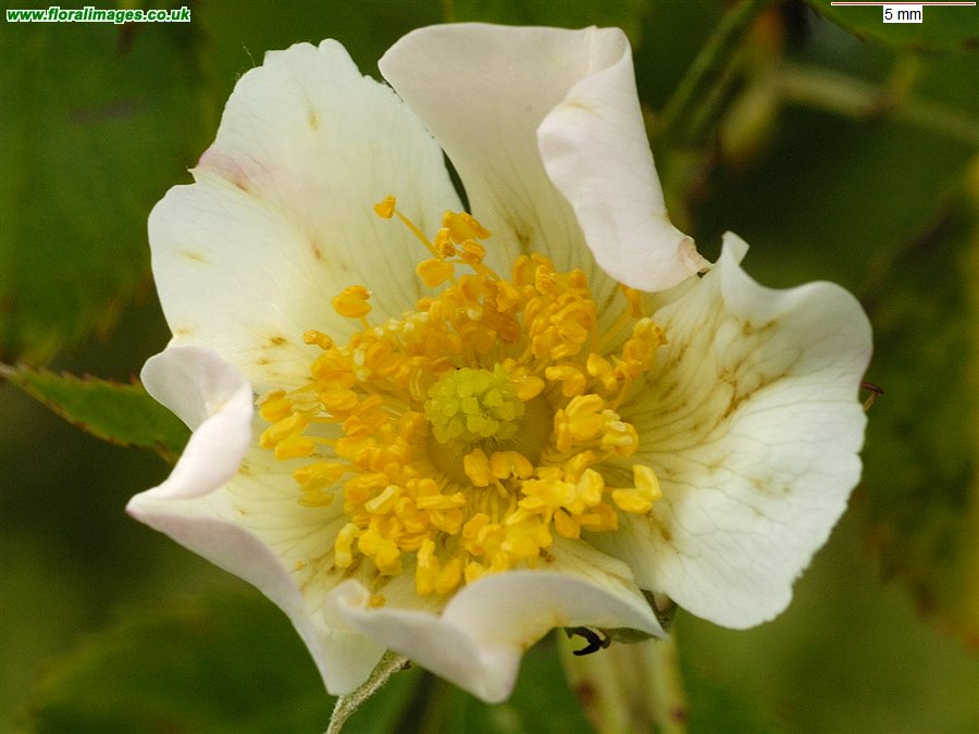 Rosa canina agg