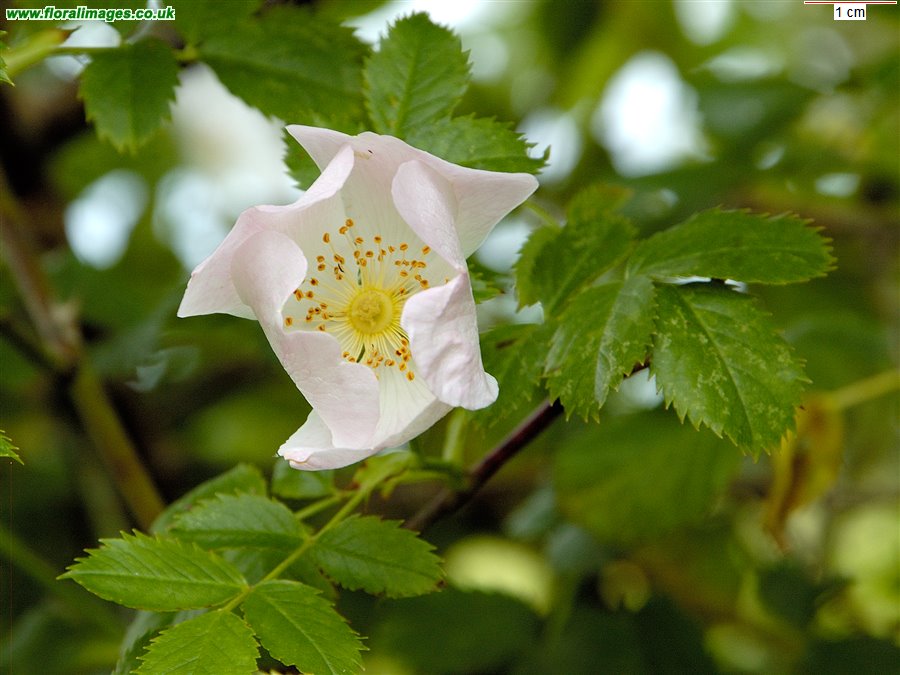Rosa canina agg