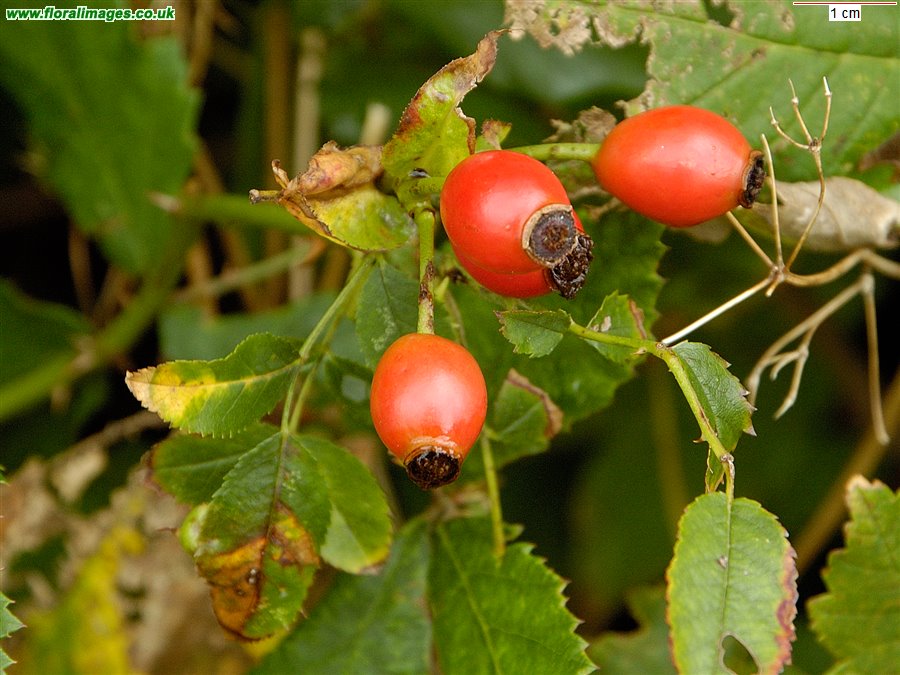 Rosa canina agg
