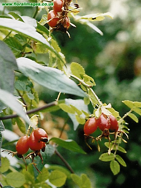 Rosa rubiginosa