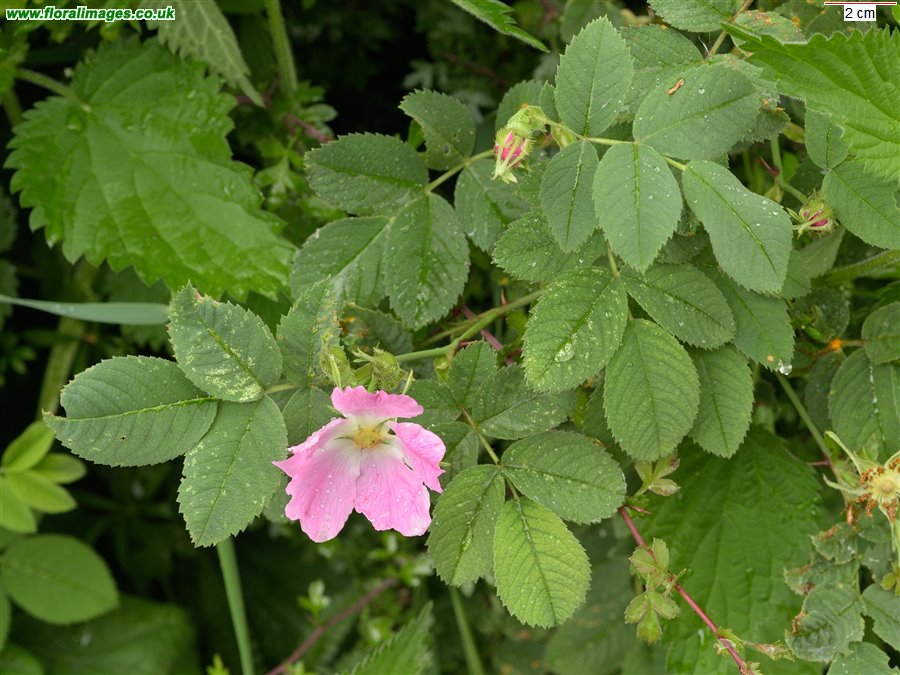 Rosa sherardii