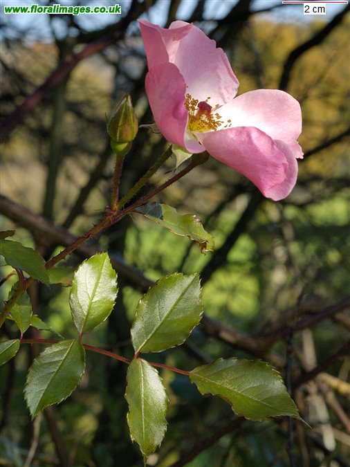 Rosa sp.