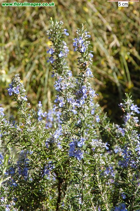 Rosmarinus officinalis