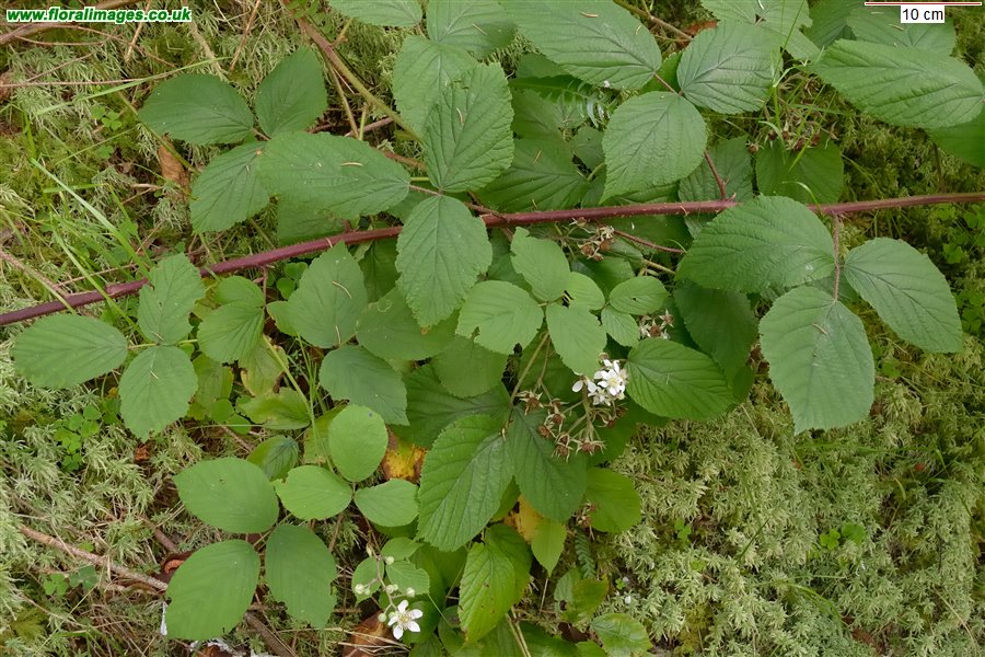 Rubus pedemontanus