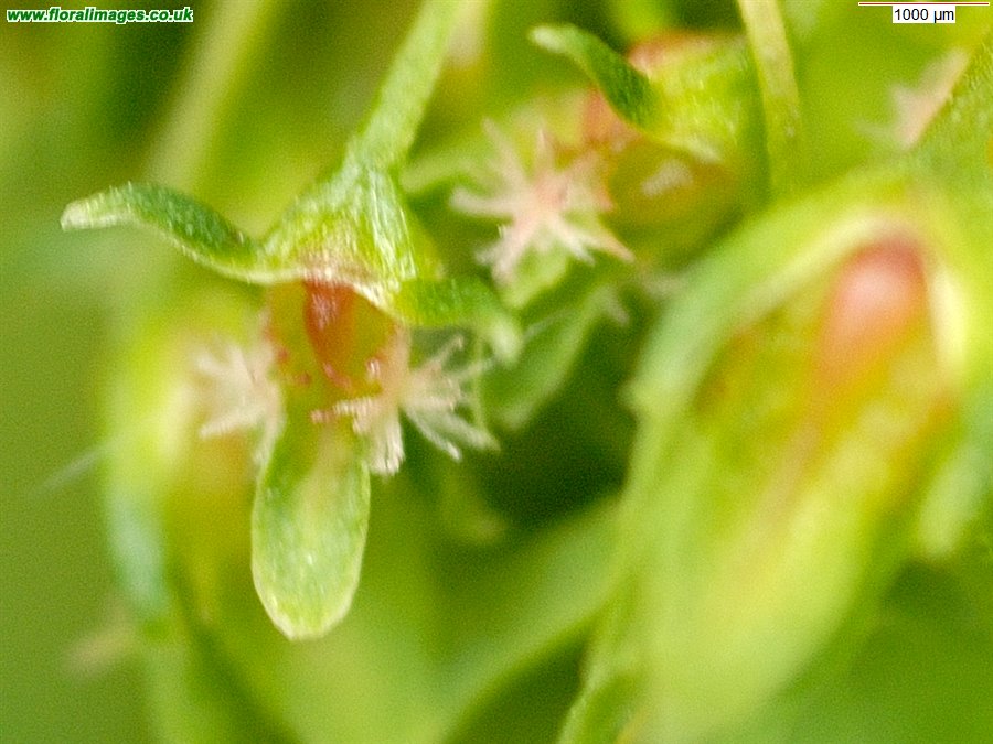 Rumex crispus
