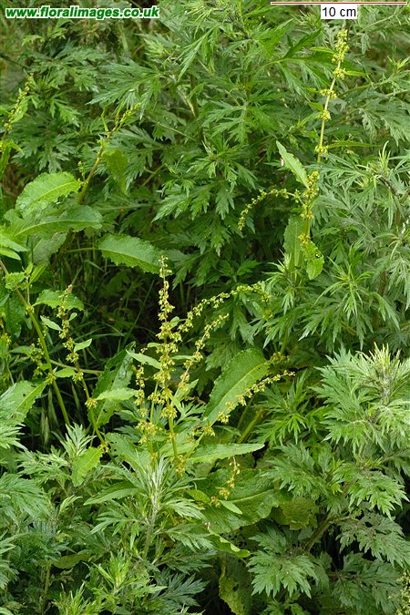 Rumex crispus