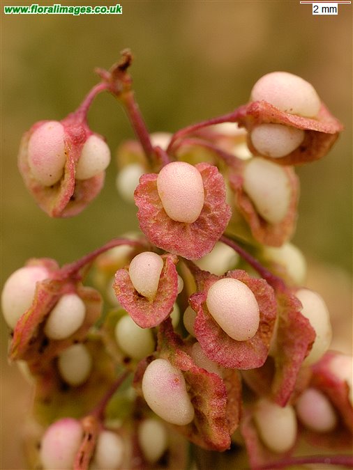 Rumex crispus