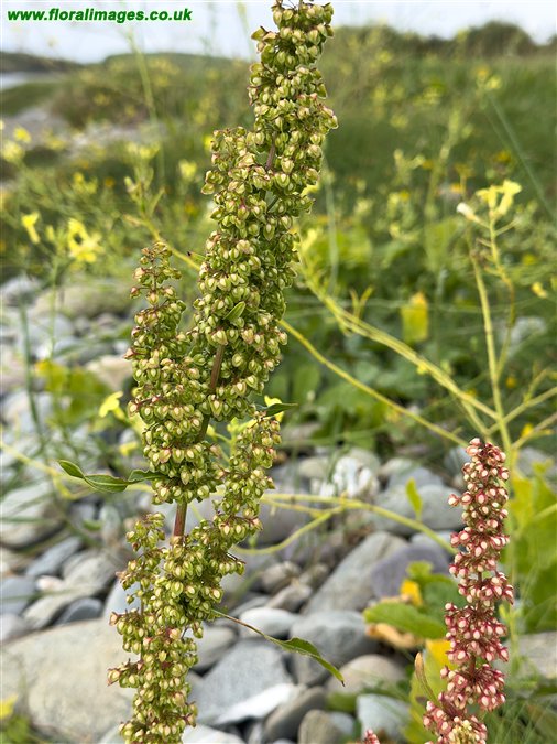Rumex crispus