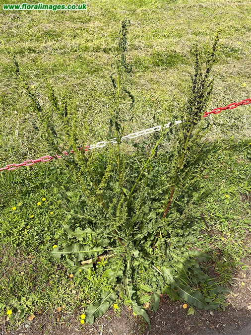 Rumex crispus