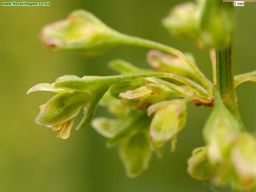 Rumex hydrolapathum