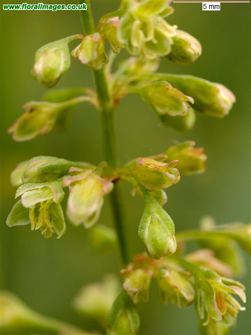 Rumex hydrolapathum