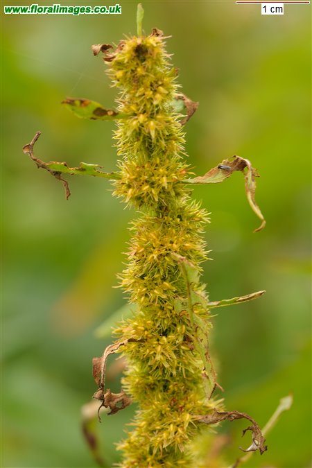 Rumex maritimus