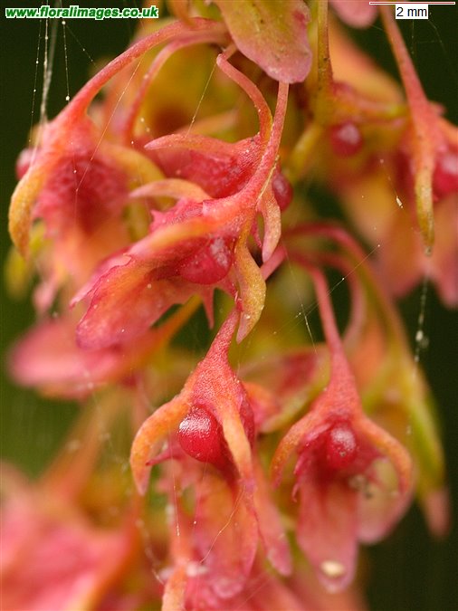 Rumex obtusifolius