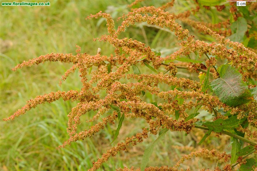 Rumex obtusifolius