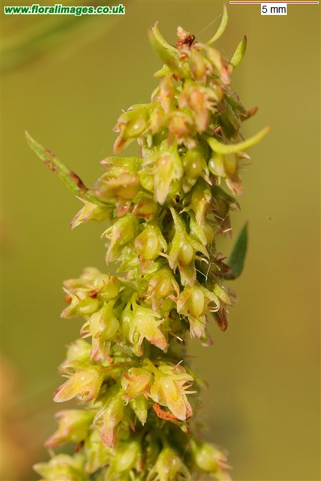 Rumex palustris