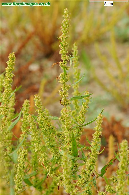 Rumex palustris