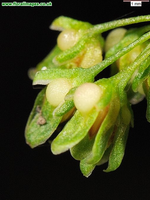 Rumex sanguineus