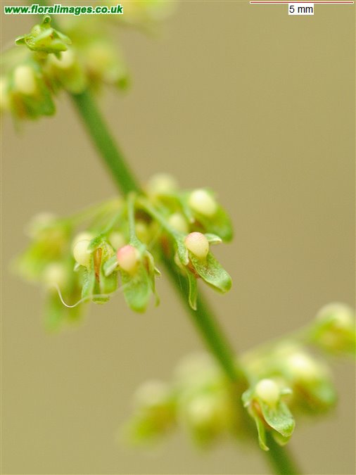 Rumex sanguineus