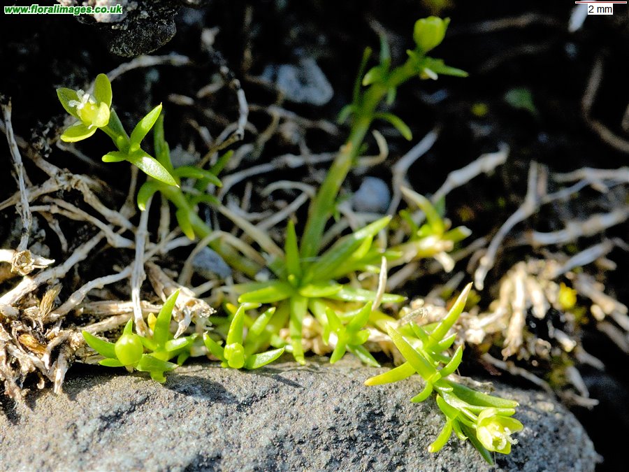 Sagina procumbens