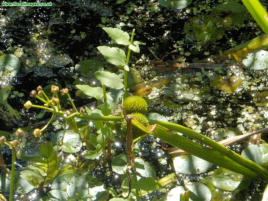 Sagittaria sagittifolia