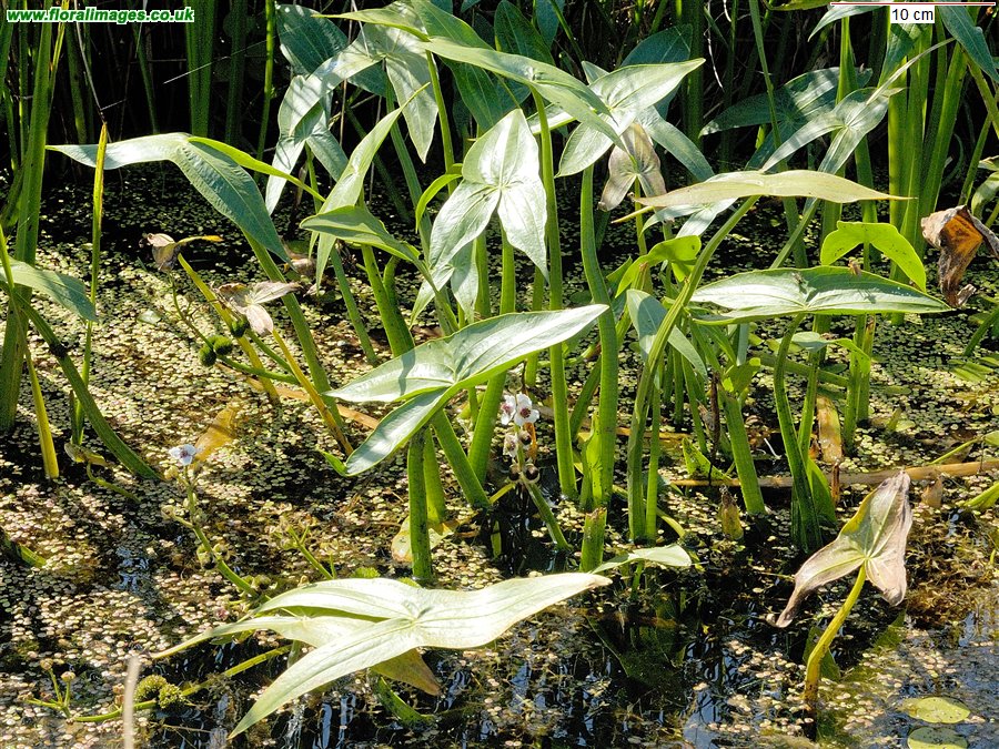 Sagittaria sagittifolia