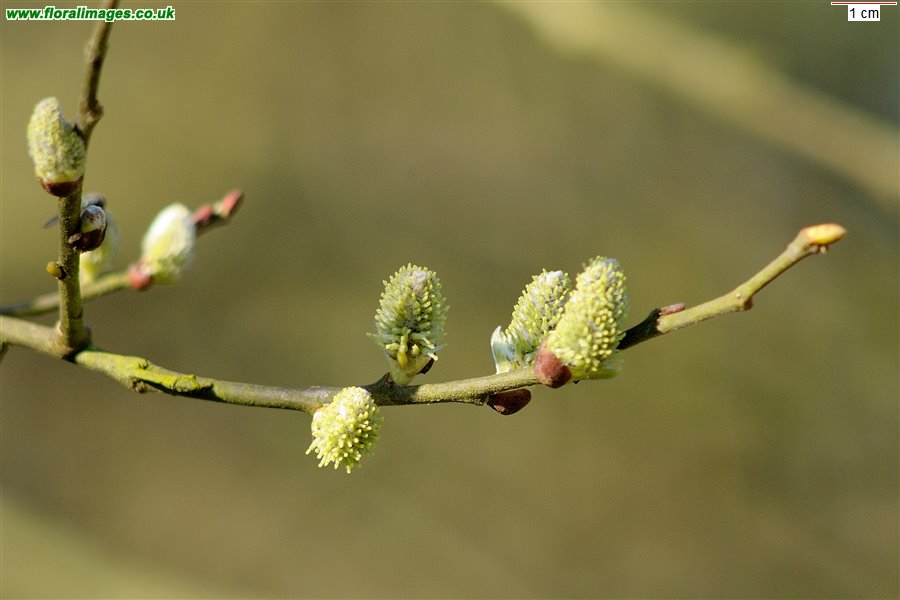 Salix caprea