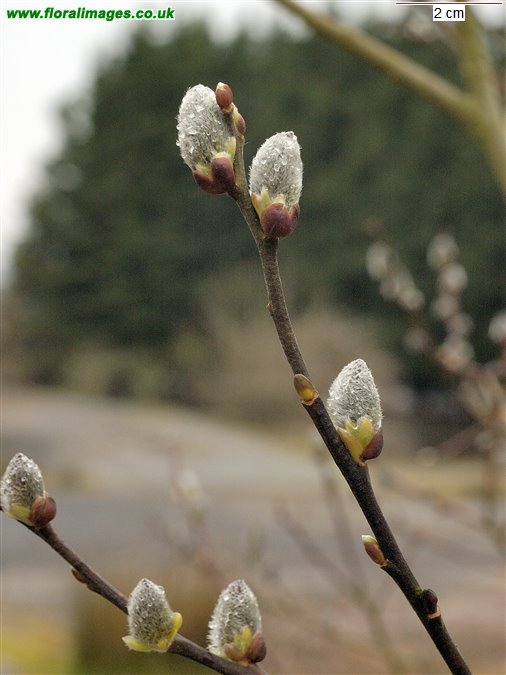 Salix caprea