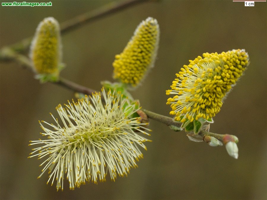 Salix cinerea