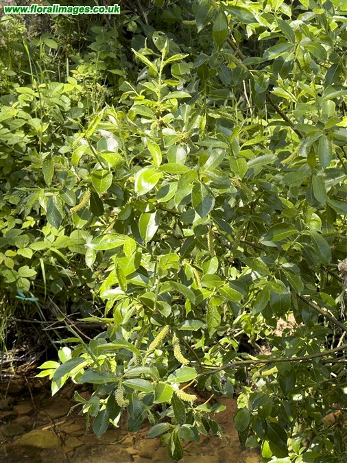Salix pentandra