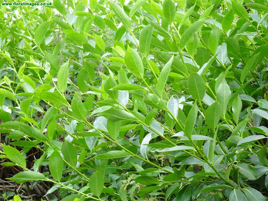 Salix pentandra