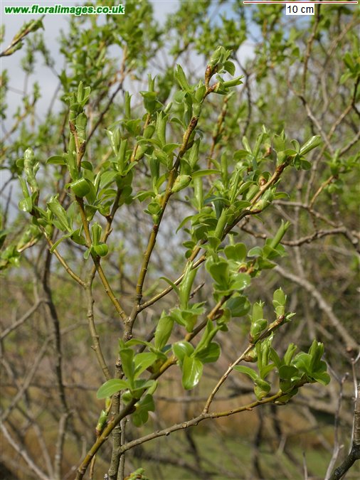Salix pentandra