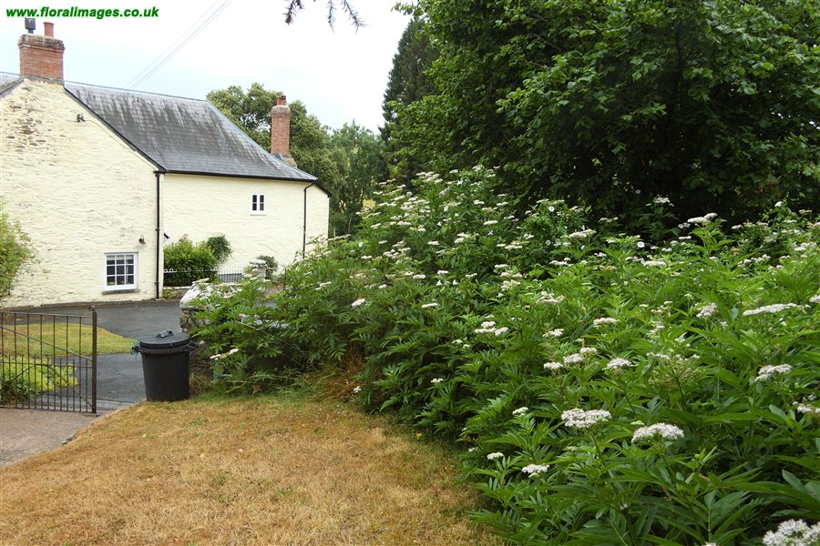Sambucus ebulus
