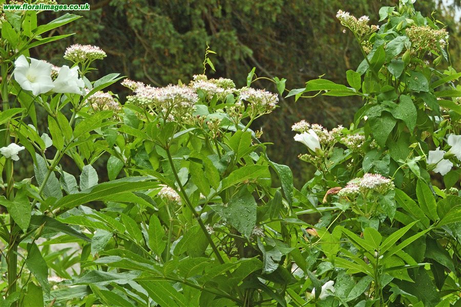 Sambucus ebulus