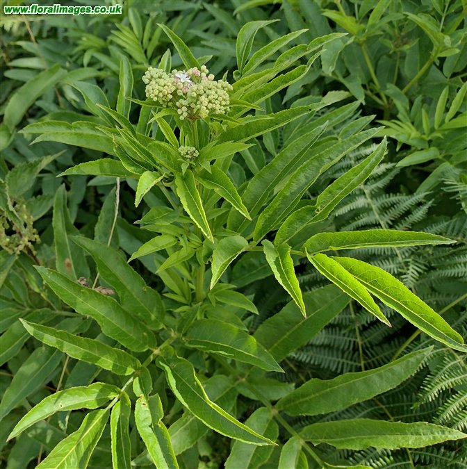 Sambucus ebulus