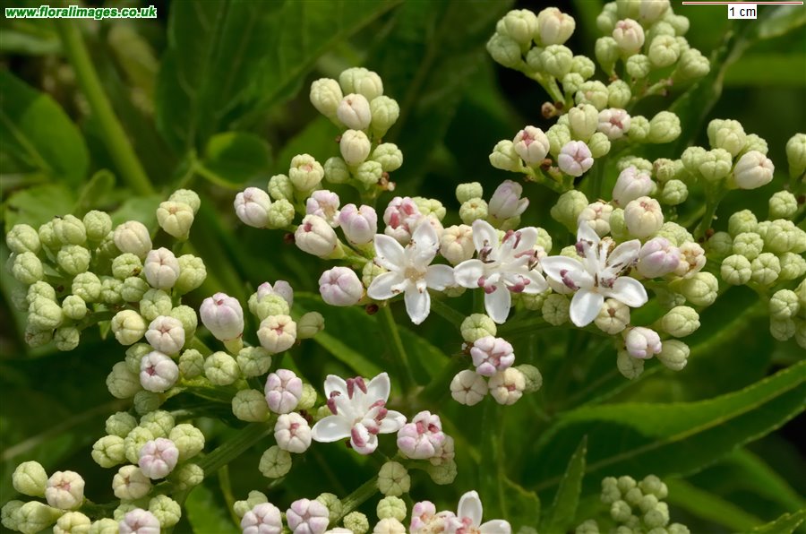 Sambucus ebulus